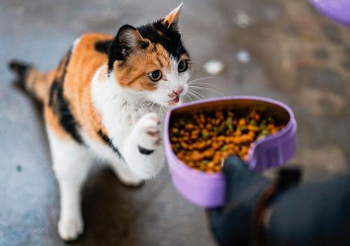 港式营养餐_港式食物_港式食谱