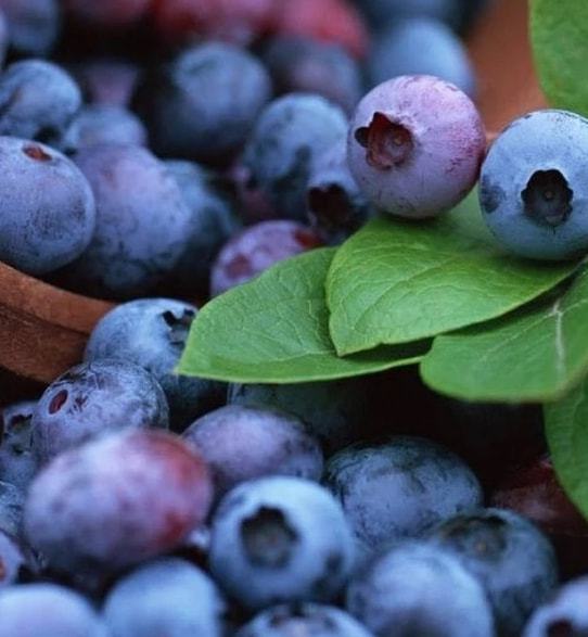 蓝莓营养素_篮莓营养_营养餐蓝莓