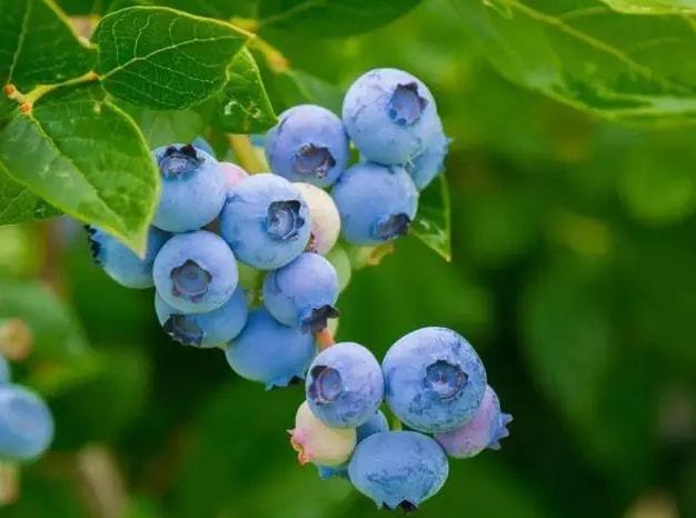 蓝莓营养素_营养餐蓝莓_篮莓营养